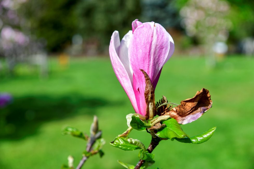 Rozkvetlá botanická zahrada v pražské Troji. (9. května 2021)