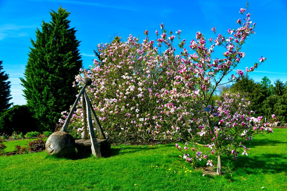 Rozkvetlá botanická zahrada v pražské Troji. (9. května 2021)