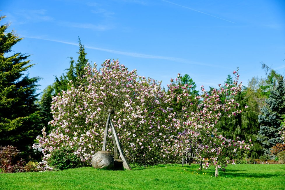 Rozkvetlá botanická zahrada v pražské Troji (9. května 2021)