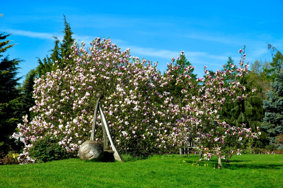 Rozkvetlá botanická zahrada v pražské Troji. (9. května 2021)