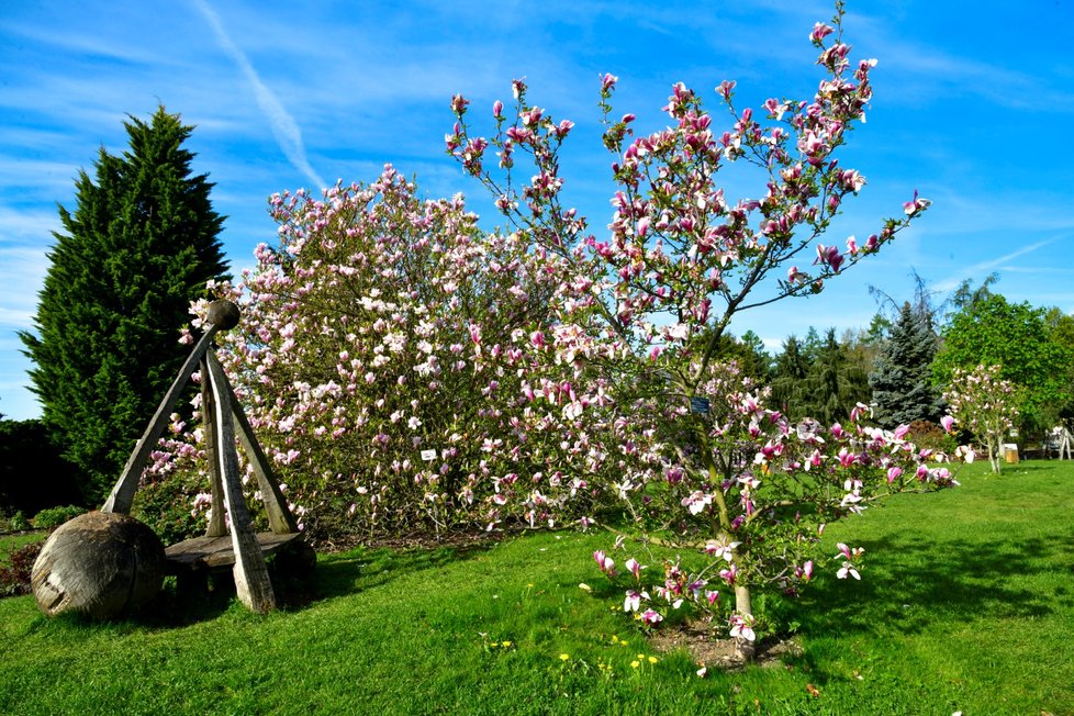 Rozkvetlá botanická zahrada v pražské Troji. (9. května 2021)