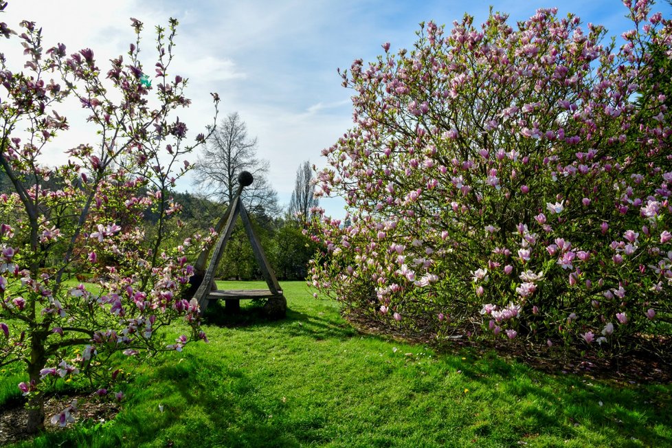 Rozkvetlá botanická zahrada v pražské Troji. (9. května 2021)