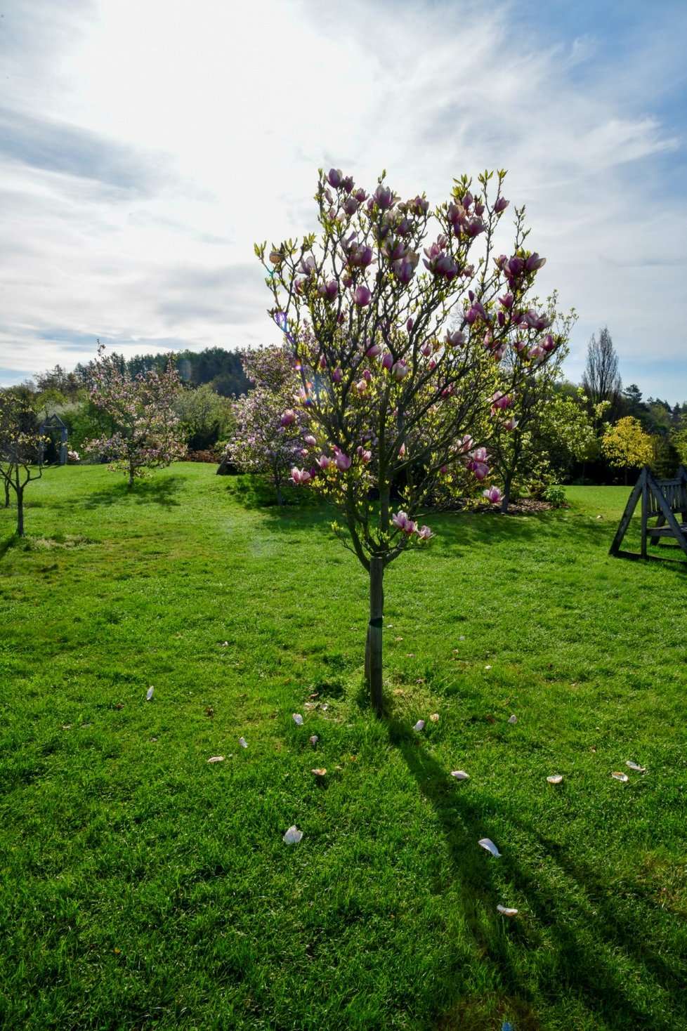 Rozkvetlá botanická zahrada v pražské Troji. (9. května 2021)