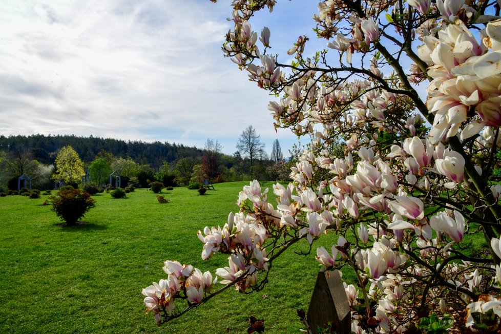 Rozkvetlá botanická zahrada v pražské Troji. (9. května 2021)