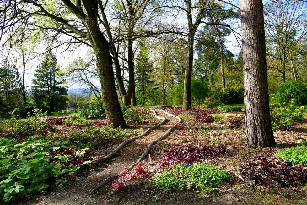 Rozkvetlá botanická zahrada v pražské Troji (9. května 2021)