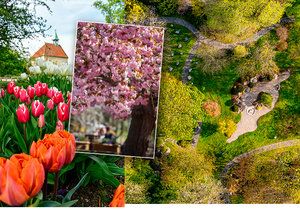 Blooming botanical garden in Prague's Troja.  (May 9, 2021)