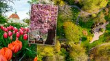 VIDEO: Barevná fantazie v botanické zahradě! Prohlédněte si kvetoucí rostliny z ptačí perspektivy