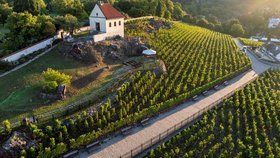 Sklizeň na vinici sv. Kláry, 3. září 2025.
