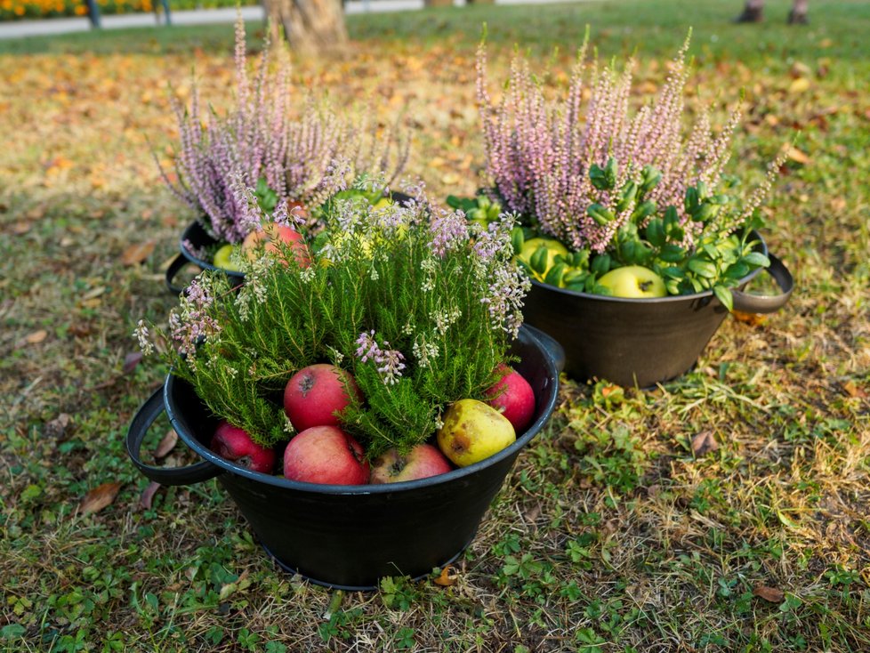 Botanická zahrada v Troji (11. září 2021).