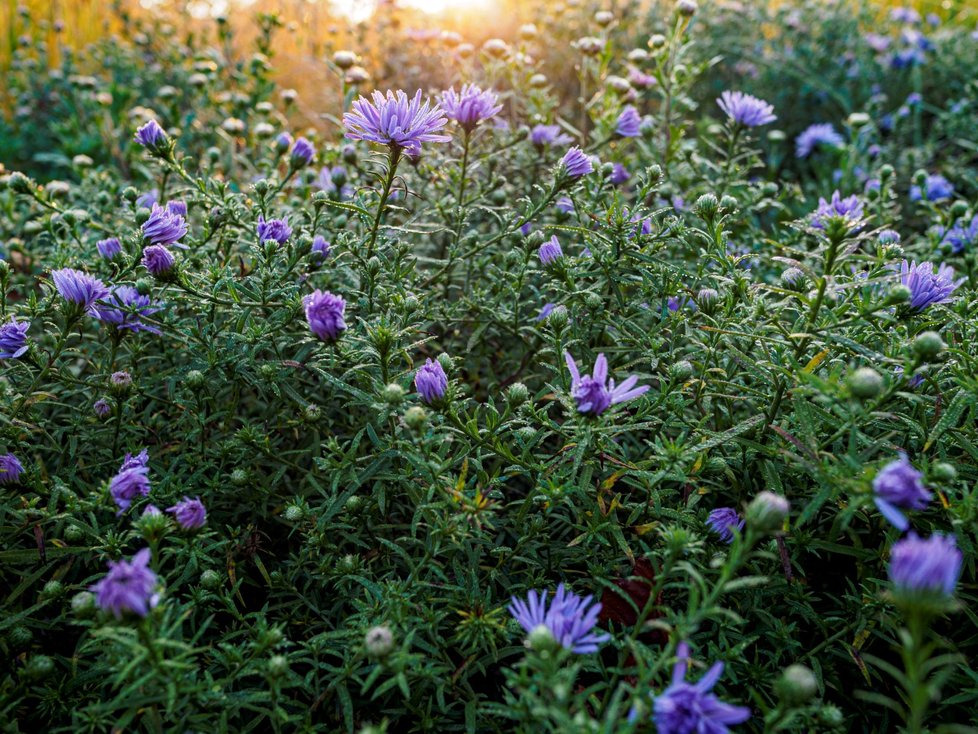 Botanická zahrada v Troji (11. září 2021).