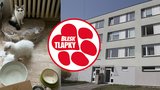 Nelegální množírna v 70metrovém bytě: 41 týraných koček a mrtvá koťata! Chovatelce hrozí půlmilionová pokuta