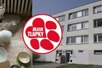Nelegální množírna v 70metrovém bytě: 41 týraných koček a mrtvá koťata! Chovatelce hrozí půlmilionová pokuta