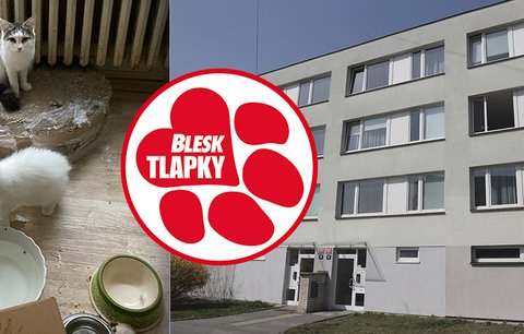 Nelegální množírna v 70metrovém bytě: 41 týraných koček a mrtvá koťata! Chovatelce hrozí půlmilionová pokuta