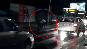 Auto na přechodu v Čakovicích srazilo dívku (15), vážně se zranila! Policie hledá pachatele i svědky