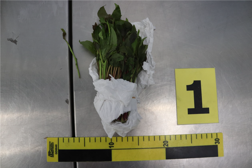 Celníci zadrželi na letišti v Praze 63 kilogramů rostlinné drogy.