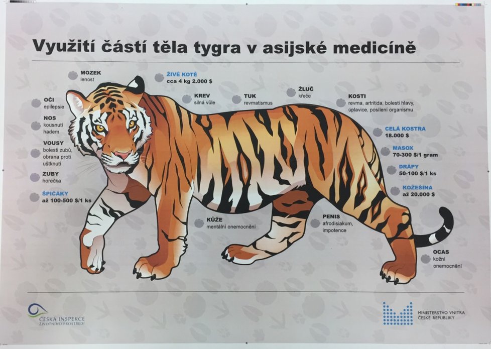 V asijské kultuře se věří, že části tygra mají léčit různé zdravotní problémy a nemoci.