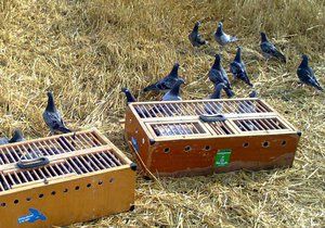 Chovatelka Michaela má doma asi 120 poštovních holubů. Chov převzala po tatínkovi.