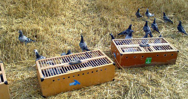 Pražané chovají poštovní holuby. Místo doručování dopisů už jen závodí