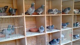 Poštovní holubi se dnes chovají hlavně na závody. Chovatelka Michaela má doma asi 120 poštovních holubů. Chov převzala po tatínkovi.