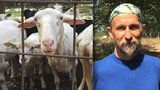 Pasáček o pastvinách v Praze: Za kozami a ovcemi vodí děti, aby si vytvořily hluboký vztah k přírodě 
