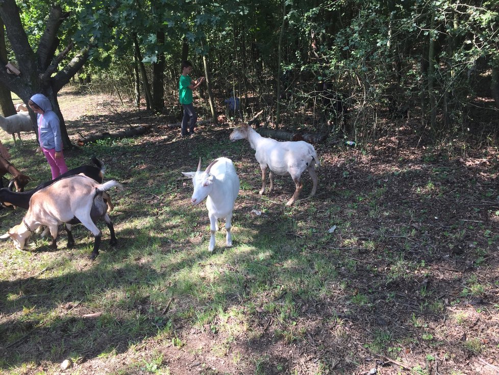 Zvířata nejsou bázlivá a nechají se pohladit.