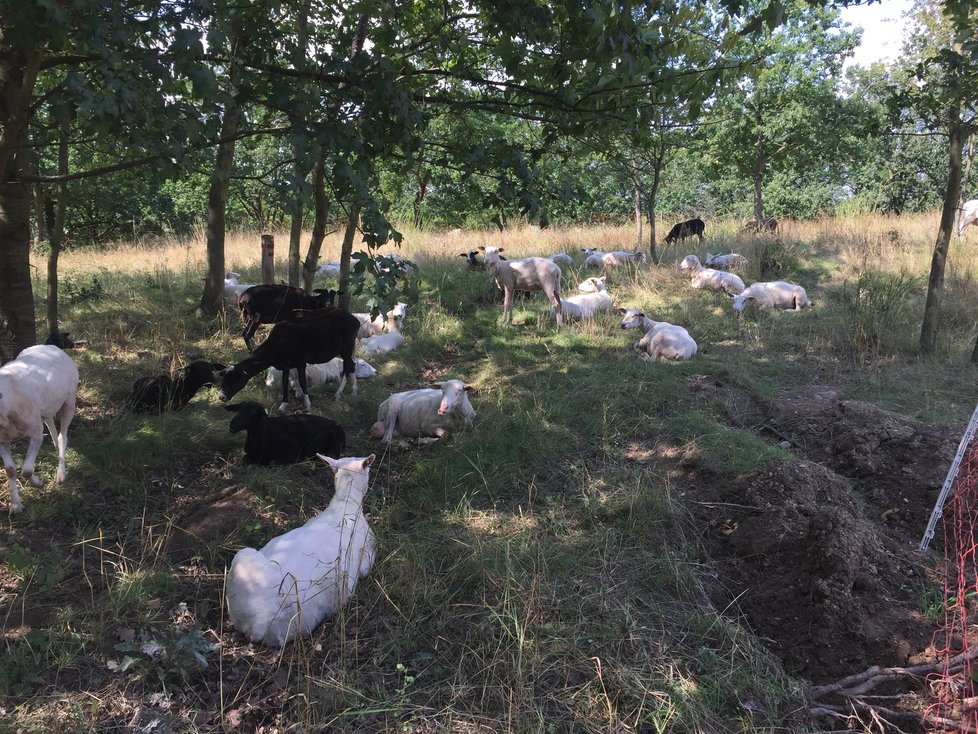 Kozy i ovce tvoří jedno velké, klidné stádo.