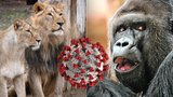 Gorilí celebrita Richard má koronavirus! Jak jsou na tom ostatní gorily v Zoo Praha? Nakazili se i lvi