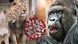 Gorilí celebrita Richard má koronavirus! Jak jsou na tom ostatní gorily v Zoo Praha? Nakazili se i lvi
