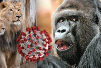 Koronavirus v Zoo Praha: Rýma, kašel, nechutenství! Co o nákaze prozradili odborníci?