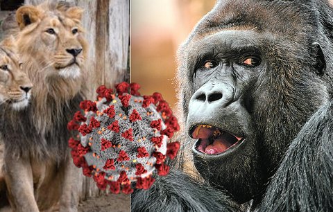 Gorilí celebrita Richard má koronavirus! Jak jsou na tom ostatní gorily v Zoo Praha? Nakazili se i lvi