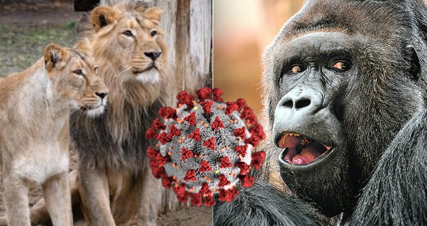 Gorilí celebrita Richard má koronavirus! Jak jsou na tom ostatní gorily v Zoo Praha? Nakazili se i lvi