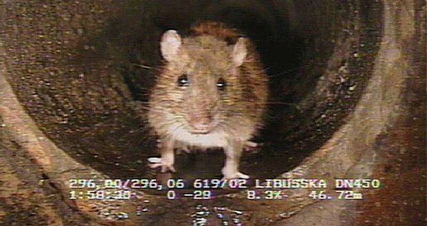 Prahu trápí miliony potkanů ročně.
