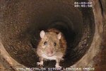 Prahu trápí miliony potkanů ročně