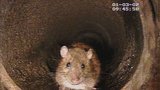 Miliony potkanů v pražských kanálech: Praha zahájila deratizaci, použije 13,5 kilo jedu