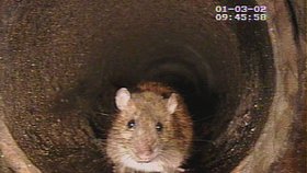 Prahu trápí miliony potkanů ročně