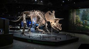 Dinosauria Muzeum Prague: Skutečná cesta do pravěku