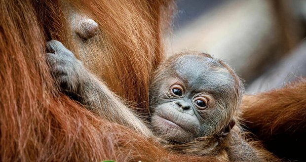 Zrzavá roztomilost v Zoo Praha: Orangutaní miminko z bezpečí vyhlíží svět! Podívejte se