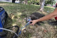 Na Chodově hořel panelák: Kočka zemřela, dva lidé se nadýchali kouře