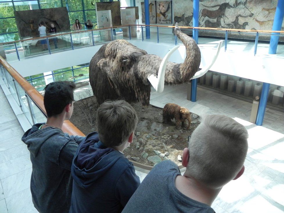 Vědci touží po znovuzrození mamuta.