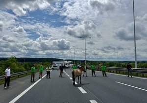 Kůn Převalského Whisky.
