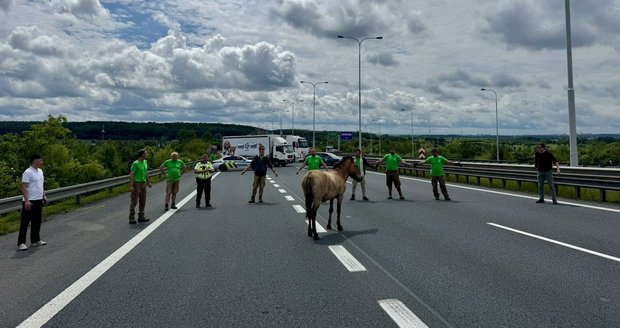 Kůn Převalského Whisky.