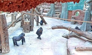 Gorila Duni se stará o dvě gorilí mláďata zároveň. 