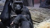Gorilí miminko poprvé před kamerami: Máma Duni ho ňuňá, jméno dostane od dětí z Kamerunu
