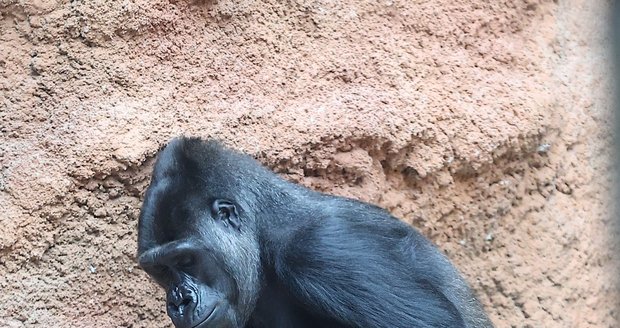 Gorila Duni se svým čerstvě narozeným mládětem, 4. ledna 2024.