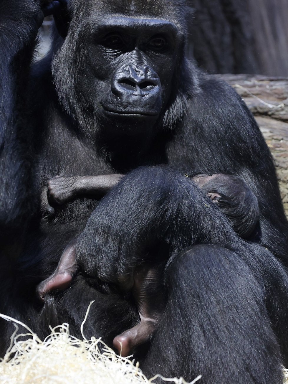 Gorila Duni se svým čerstvě narozeným mládětem, 4. ledna 2024