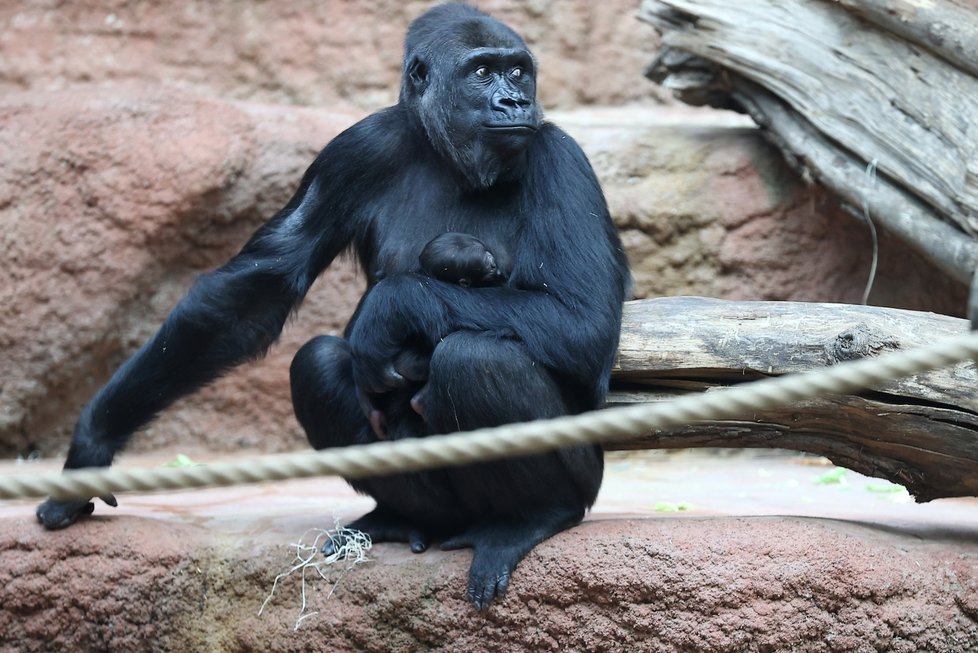Gorila Duni se svým čerstvě narozeným mládětem, 4. ledna 2024.