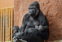 Dojemné video z gorilí rodiny: Obě pražská miminka v náručí pečující mámy a chůvy Duni!