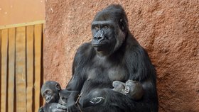 Dojemné video z gorilí rodiny: Obě pražská miminka v náručí pečující mámy a chůvy Duni!