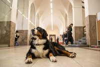Na FF se vrátil akademický život: Studentům pomáhá fenka Snow i interventi, je posílená ochranka