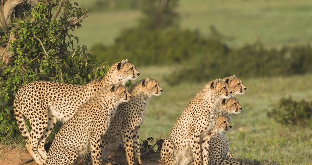 Gepardí rodina z Keni